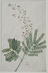 Acácia leucophloea, 1785 (wc no papel)